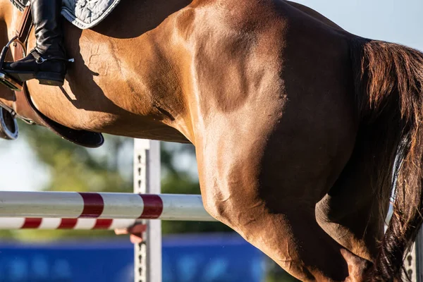 Saut Cheval Sport Équestre Photo Thématique Saut Obstacles — Photo