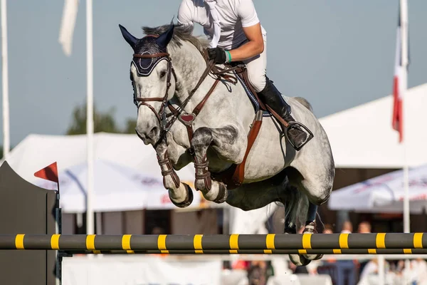 Salto Caballo Deportes Ecuestres Show Jumping Foto Temática —  Fotos de Stock