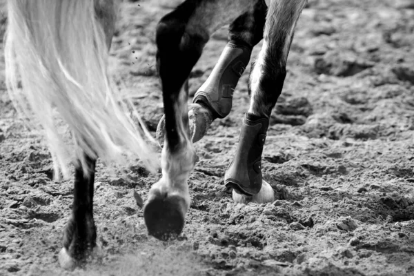Horse Jumping Jezdecké Sporty Show Skákání Tématické Foto — Stock fotografie