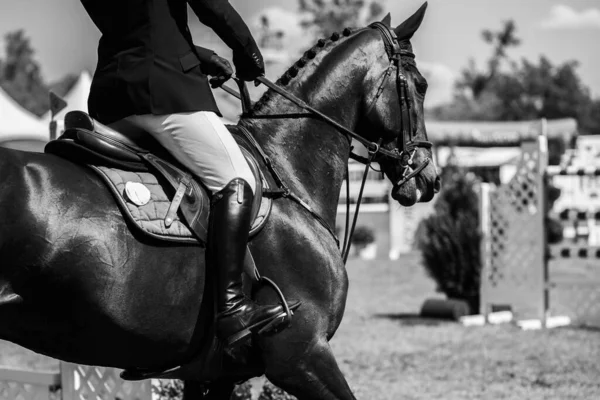 Salto Caballo Deportes Ecuestres Show Jumping Foto Temática —  Fotos de Stock