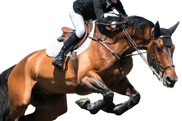 Horse Jumping Equestrian Sports Show Jumping Themed Photo — Stock Photo, Image