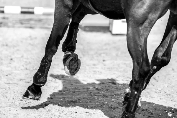 Saut Cheval Sport Équestre Photo Thématique Saut Obstacles — Photo