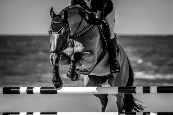 Salto Caballo Deportes Ecuestres Show Jumping Foto Temática — Foto de Stock