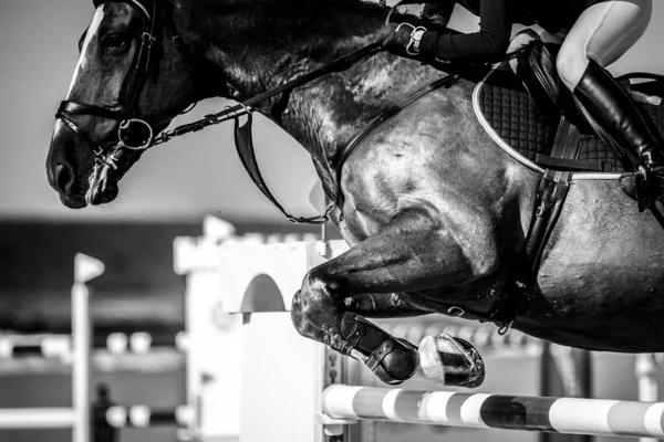 Horse Jumping Equestrian Sports Show Jumping Themed Photo — Stock Photo, Image