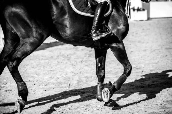 Salto Caballo Deportes Ecuestres Show Jumping Foto Temática —  Fotos de Stock