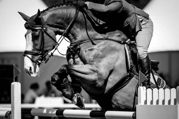 Άλμα Αλόγων Ιππασίας Αθλητισμός Εμφάνιση Jumping Θεματική Φωτογραφία — Φωτογραφία Αρχείου