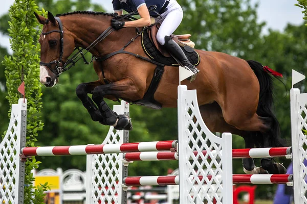 Sărituri Cai Sporturi Ecvestre Arată Jumping Fotografie Tematică — Fotografie, imagine de stoc