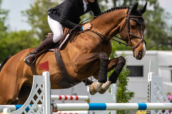 Horse Jumping Equestrian Sports Show Jumping Themed Photo — Stock Photo, Image