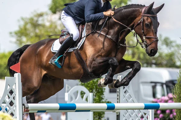 Pferdespringen Pferdesport Themenfoto Springreiten — Stockfoto