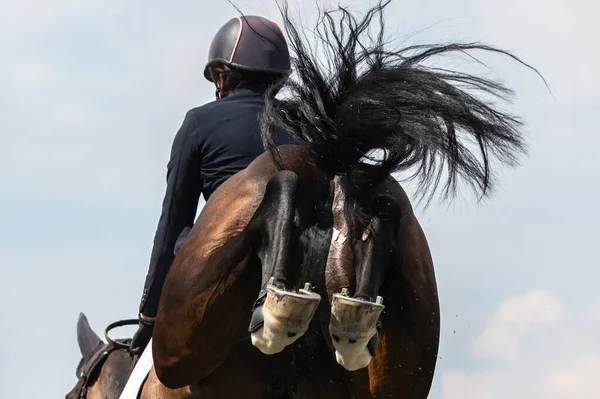 Cavallo Che Salta Sport Equestri Show Jumping Foto Tema — Foto Stock