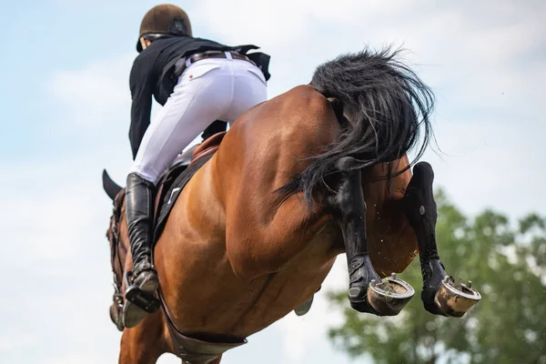 Salto Caballo Deportes Ecuestres Show Jumping Foto Temática — Foto de Stock