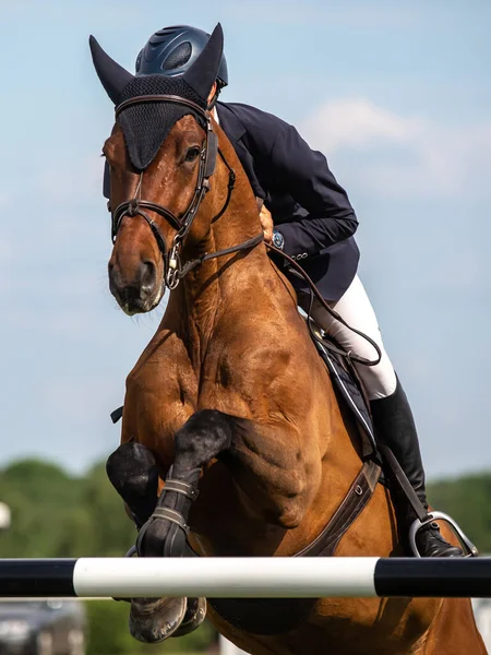 Saut Cheval Sport Équestre Photo Thématique Saut Obstacles — Photo