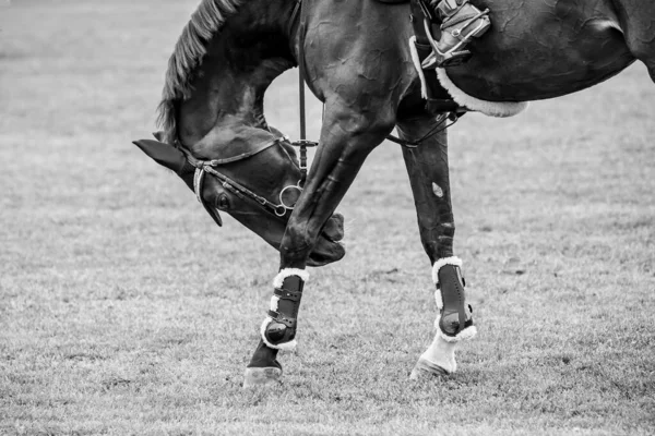 Salto Caballo Deportes Ecuestres Show Jumping Foto Temática — Foto de Stock