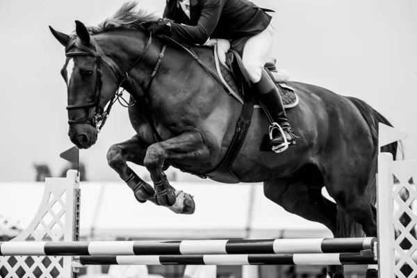 Salto Caballo Deportes Ecuestres Show Jumping Foto Temática —  Fotos de Stock