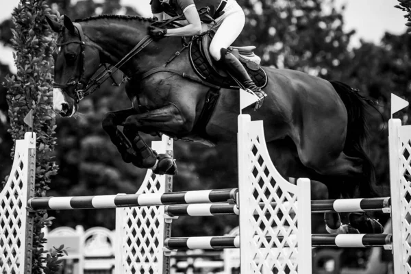 Horse Jumping Equestrian Sports Show Jumping Themed Photo — Stock Photo, Image