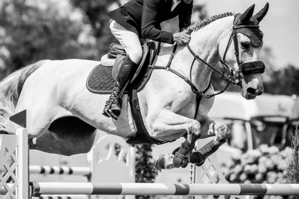 Salto Caballo Deportes Ecuestres Show Jumping Foto Temática —  Fotos de Stock