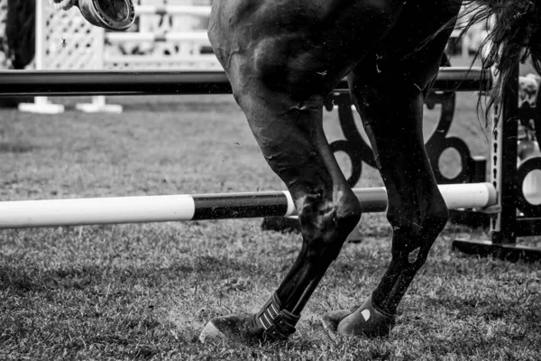 Pferdespringen Pferdesport Themenfoto Springreiten — Stockfoto