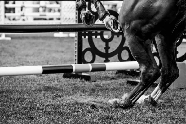 Horse Jumping Equestrian Sports Show Jumping Themed Photo — Stock Photo, Image