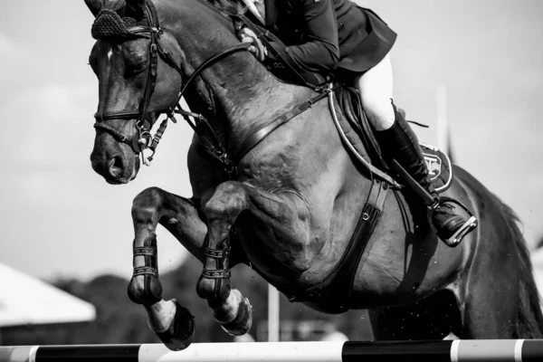 Horse Jumping Equestrian Sports Show Jumping Themed Photo — Stock Photo, Image