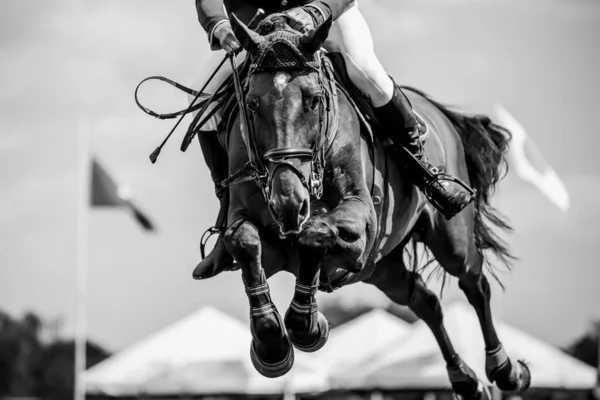 Horse Jumping Equestrian Sports Show Jumping Themed Photo — Stock Photo, Image