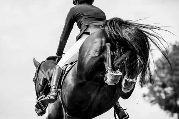 Horse Jumping Equestrian Sports Show Jumping Themed Photo — Stock Photo, Image