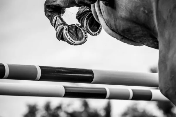 Прыжки Лошади Конный Спорт Фото Тематикой Шоу Прыжков — стоковое фото