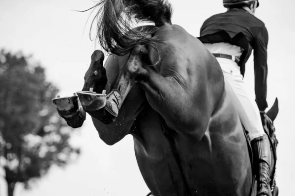 Saut Cheval Sport Équestre Photo Thématique Saut Obstacles — Photo