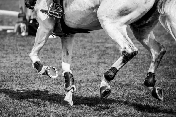 Cavallo Che Salta Sport Equestri Show Jumping Foto Tema — Foto Stock