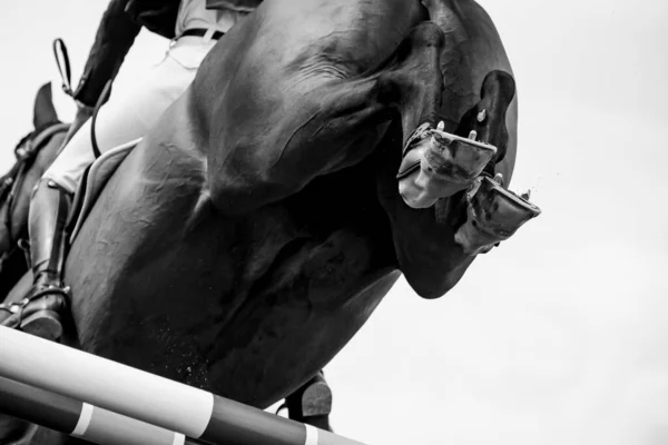 Άλμα Αλόγων Ιππασίας Αθλητισμός Εμφάνιση Jumping Θεματική Φωτογραφία — Φωτογραφία Αρχείου