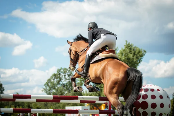 Equestrian sports — Stock Photo, Image