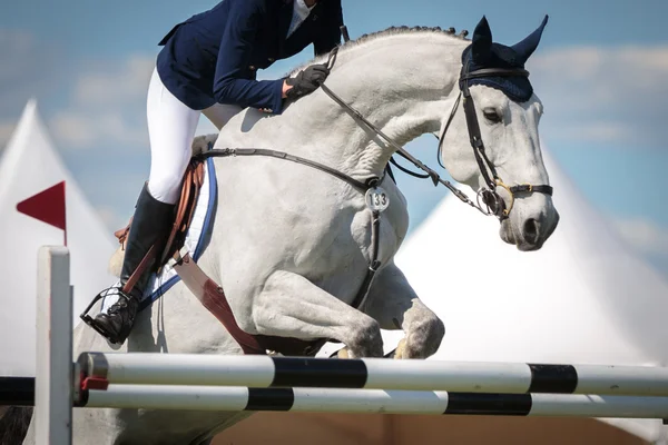 Equestrian sports — Stock Photo, Image