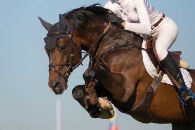 Equestrian sports clipart