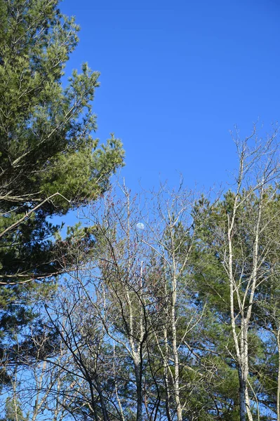 Lakeville, Massachusetts, ABD 'de açık bir yaz gününde mavi gökyüzüne karşı dallarda yarım ay hilâlleri görülür..