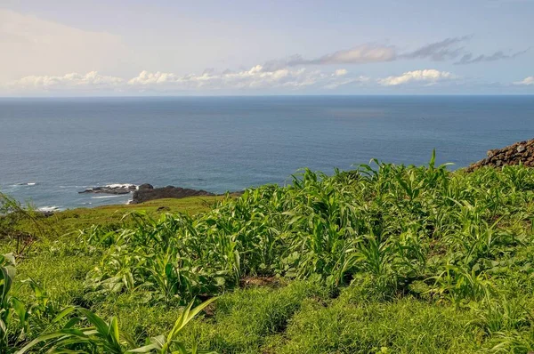 Kornfeld Über Der Bucht Von Salinas Auf Der Insel Fogo — Stockfoto