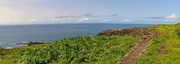 Salinas Körfezi 'ndeki mısır tarlalarının panoramik görüntüsü Sao Jorge, Fogo, Cabo Verde 