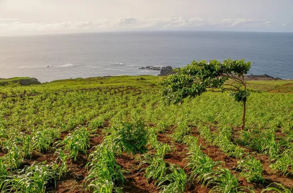 Small Corn Field Bay Salinas Agriculture Season Fogo Cabo Verde — Stock Photo, Image