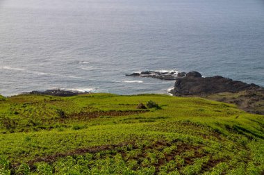Mısır, lima fasulyesi ve diğer bitkilerden oluşan ekin tarlaları, Salinas körfezi üzerinde, Sao Jorge, Fogo, Cabo Verde köyünde