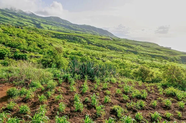 Fechar Plantação Milho Ilha Fogo Cabo Verde — Fotografia de Stock