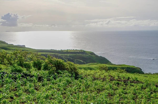 Corn Plantation Agriculture Season Island Fogo Cabo Verde — Stock Photo, Image