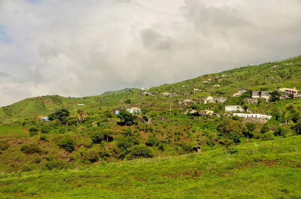 Tarım Mevsiminde Sao Jorje Bir Ineğin Yeşil Alanda Yemesi Gibi — Stok fotoğraf