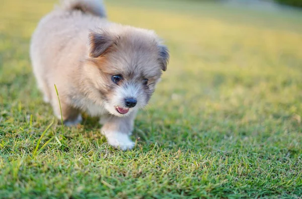 Amazing Portrait Puppy Dog Shih Tzu Sunset Grass — Stock Photo, Image