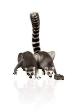 Funny lemurs drinkers water clipart