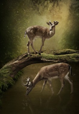 Ormandaki iki genç geyik