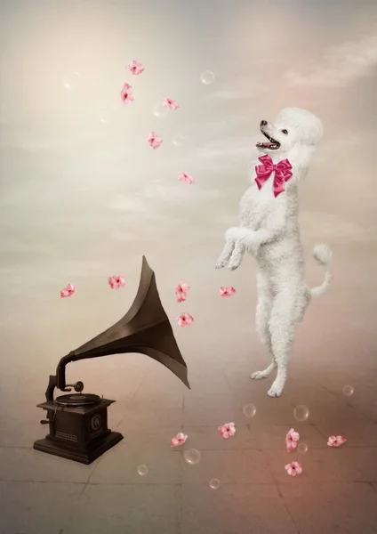 White poodle and gramophone
