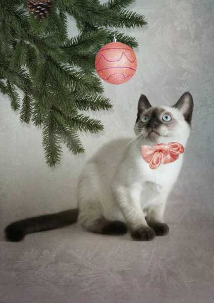 Siamkätzchen Mit Schleife Hals Schaut Fasziniert Auf Die Weihnachtskugel Die — Stockfoto