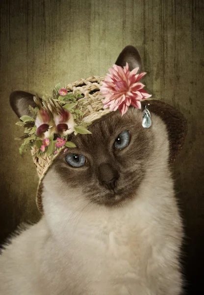 Gato siamés con sombrero de paja —  Fotos de Stock