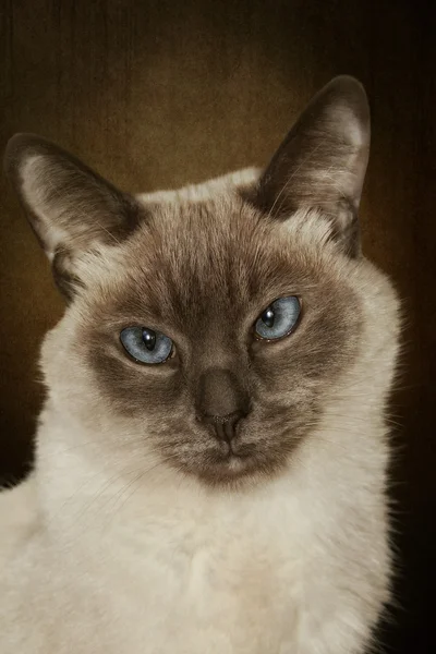 Портрет сиамской кошки — стоковое фото