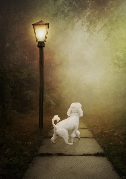Poodle in autumn park — Stock Photo, Image