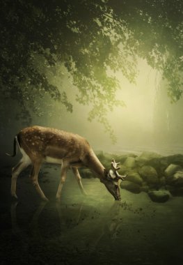 Woodland geyik şafak