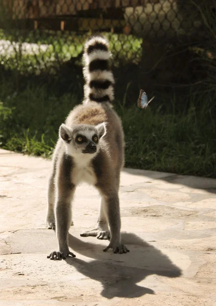 Lemur ciekawy przygląda się motyl — Zdjęcie stockowe